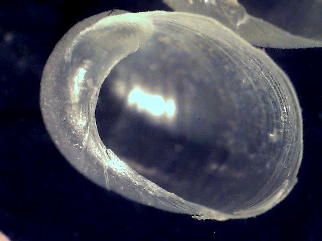 Lamellaria perspicua